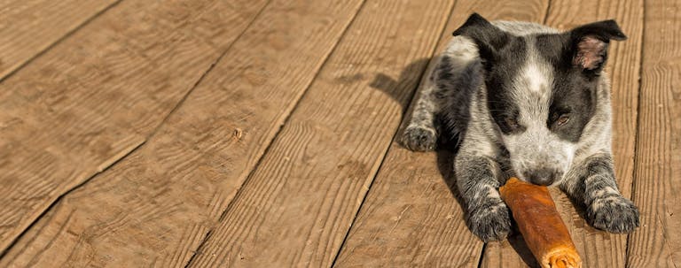 How to Train a Puppy to Eat Solid Food